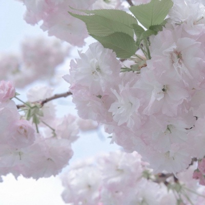 从化福瑞交流群